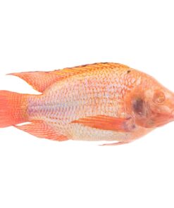 Tilapia Red - Bigi Mama