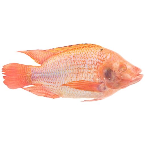 Tilapia Red - Bigi Mama