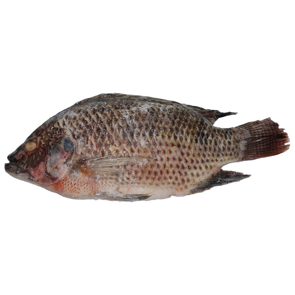 Tilapia Black - Bigi Mama