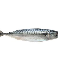 Mackerel W/R 3/500 WESTCOAST