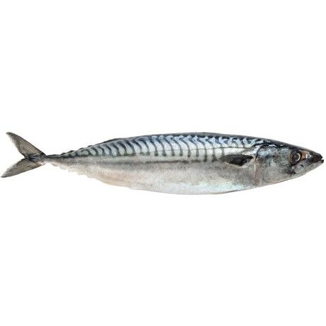 Mackerel W/R 3/500 WESTCOAST