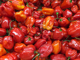 Habanero Pepper - Image 3
